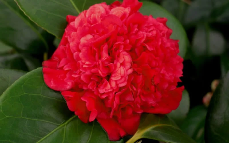 Professor Sargent Camellia Japonica - 3 Gallon Pot 7 Professor Sargent Camellia Japonica - 3 Gallon Pot - Image 5
