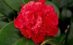 Professor Sargent Camellia Japonica - 6 Pack Of 1 Gallon Pots -Garden Plants Shop camellia professor sargent bloom