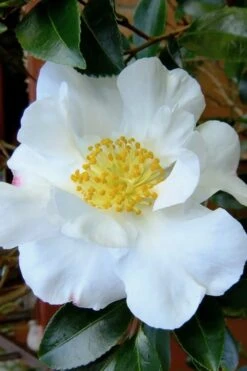 Setsugekka Fragrant Camellia Sasanqua - 7 Gallon Pot -Garden Plants Shop camellia setsugekka 3
