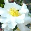 Setsugekka Fragrant Camellia Sasanqua - 7 Gallon Pot -Garden Plants Shop camellia setsugekka 4