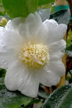 Winter's Snowman Camellia Hybrid - 3 Gallon Pot -Garden Plants Shop camellia winters snowman 105 1