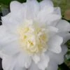 Winter's Snowman Camellia Hybrid - 3 Gallon Pot -Garden Plants Shop camellia winters snowman 106 1