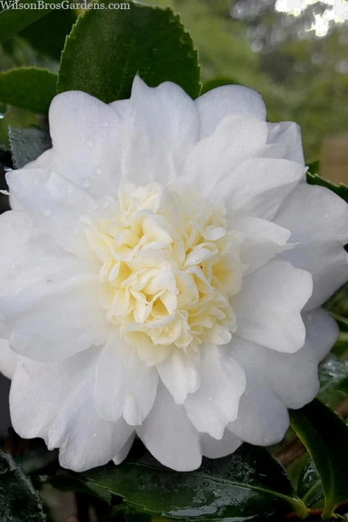 Winter's Snowman Camellia Hybrid - 7 Gallon Pot (3-4') 3 Winter's Snowman Camellia Hybrid - 7 Gallon Pot (3-4')
