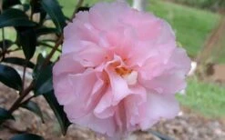 Cotton Candy Camellia Sasanqua - 1 Gallon Pot -Garden Plants Shop camelliacottoncandy