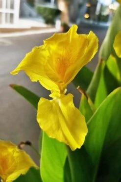 Bandana Of The Everglades Golden Canna Lily - 8 Pack Of 1 Gallon Pots -Garden Plants Shop canna flaccida golden canna lily 2