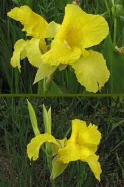 Bandana Of The Everglades Golden Canna Lily - 8 Pack Of 1 Gallon Pots -Garden Plants Shop canna flaccida golden canna lily 9
