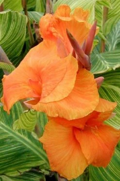 Bengal Tiger Canna Lily - 1 Gallon Pot -Garden Plants Shop canna pretoria bengal tiger 1