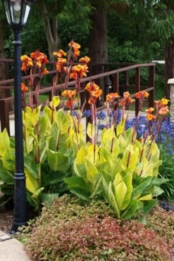 Bengal Tiger Canna Lily - 1 Gallon Pot -Garden Plants Shop canna pretoria bengal tiger 12