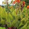 Bengal Tiger Canna Lily - 1 Gallon Pot -Garden Plants Shop canna pretoria bengal tiger 13