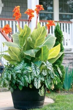 Bengal Tiger Canna Lily - 1 Gallon Pot -Garden Plants Shop canna pretoria bengal tiger 4