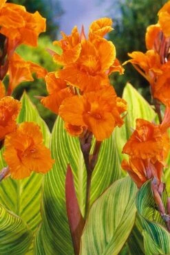 Bengal Tiger Canna Lily - 1 Gallon Pot -Garden Plants Shop canna pretoria bengal tiger 8
