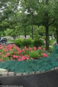 Blue Zinger Sedge Grass (Carex Flacca) - 5 Pack Of Quart Pots 13 Blue Zinger Sedge Grass (Carex Flacca) - 5 Pack Of Quart Pots -Garden Plants Shop carex flacca blue zinger sedge grass 13 2