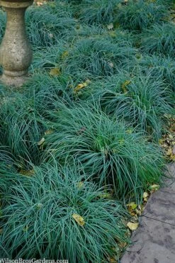 Blue Zinger Sedge Grass (Carex Flacca) - 6 Pack Of 1 Gallon Pots -Garden Plants Shop carex flacca blue zinger sedge grass 14 1