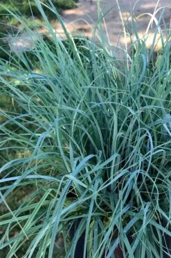 Blue Zinger Sedge Grass (Carex Flacca) - 1 Gallon Pot -Garden Plants Shop carex flacca blue zinger sedge grass 15