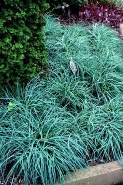 Blue Zinger Sedge Grass (Carex Flacca) - 5 Pack Of Quart Pots 12 Blue Zinger Sedge Grass (Carex Flacca) - 5 Pack Of Quart Pots -Garden Plants Shop carex flacca blue zinger sedge grass 17 2