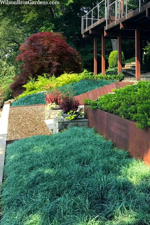 Blue Zinger Sedge Grass (Carex Flacca) - 5 Pack Of Quart Pots 3 Blue Zinger Sedge Grass (Carex Flacca) - 5 Pack Of Quart Pots