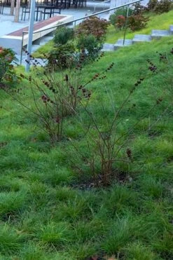 Texas Sedge (Carex Texensis) - 8 Pack Of 1 Gallon Pots -Garden Plants Shop carex texensis texas sedge 1