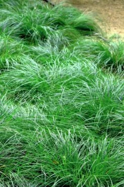 Texas Sedge (Carex Texensis) - 8 Pack Of 1 Gallon Pots -Garden Plants Shop carex texensis texas sedge 3