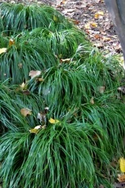 Texas Sedge (Carex Texensis) - 8 Pack Of 1 Gallon Pots -Garden Plants Shop carex texensis texas sedge 5