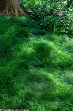 Texas Sedge (Carex Texensis) - 8 Pack Of 1 Gallon Pots