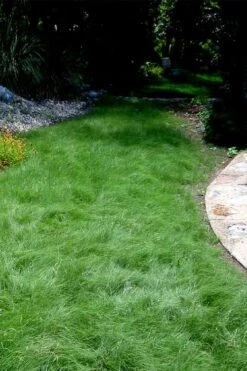 Texas Sedge (Carex Texensis) - 8 Pack Of 1 Gallon Pots -Garden Plants Shop carex texensis texas sedge 7