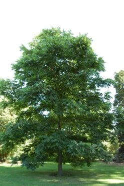 Creek Pecan Tree - 5 Gallon Pot -Garden Plants Shop carya illinionensis hardy pecan 2