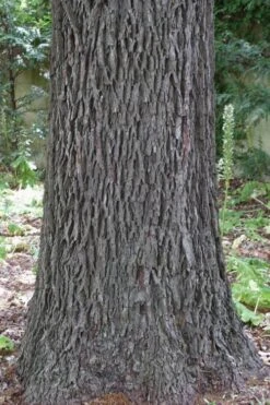 Creek Pecan Tree - 5 Gallon Pot -Garden Plants Shop carya illinionensis hardy pecan 6