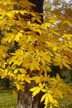 Creek Pecan Tree - 5 Gallon Pot -Garden Plants Shop carya illinionensis hardy pecan fall leaf color 4