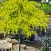 Gold Cascade Deodar Cedar (Single Trunk Topiary Tree)- 7 Gallon Pot -Garden Plants Shop cedrus deodara gold cascade single trunk tree form topiary 2