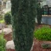 Upright Japanese Plum Yew - Cephalotaxus Harringtonia 'Fastigiata' - 1 Gallon Pot -Garden Plants Shop cephalotaxus harringtonia fastigiata upright japanese plum yew 100
