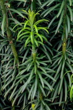 Upright Japanese Plum Yew - Cephalotaxus Harringtonia 'Fastigiata' - 1 Gallon Pot -Garden Plants Shop cephalotaxus harringtonia fastigiata upright japanese plum yew 101