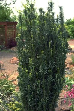 Upright Japanese Plum Yew - Cephalotaxus Harringtonia 'Fastigiata' - 1 Gallon Pot -Garden Plants Shop cephalotaxus harringtonia fastigiata upright japanese plum yew 102