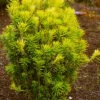 Korean Gold Plum Yew (Cephalotaxus) - 3 Gallon Pot -Garden Plants Shop cephalotaxus harringtonia korean gold japanese yew 11