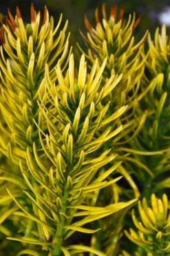 Korean Gold Plum Yew (Cephalotaxus) - 3 Gallon Pot -Garden Plants Shop cephalotaxus harringtonia korean gold japanese yew 13