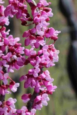 Traveller Weeping Redbud Tree - 7 Gallon Pot -Garden Plants Shop cercis canadensis travelers pink weeping redbud 6