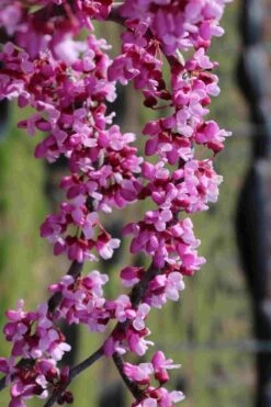 Traveller Weeping Redbud Tree - 7 Gallon Pot -Garden Plants Shop cercis canadensis travelers pink weeping redbud 7