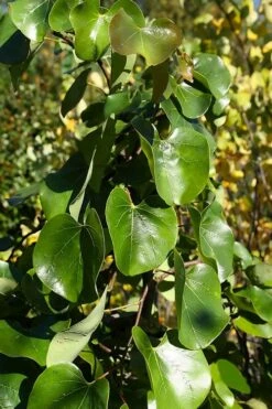 Traveller Weeping Redbud Tree - 7 Gallon Pot -Garden Plants Shop cercis canadensis travelers pink weeping redbud 8