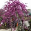 Traveller Weeping Redbud Tree - 7 Gallon Pot -Garden Plants Shop cercis canadensis travellers pink weeping redbud 3