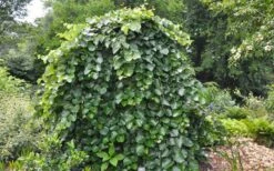 Traveller Weeping Redbud Tree - 7 Gallon Pot -Garden Plants Shop cercis canadensis travellers pink weeping redbud 4