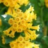 Juiced Orange Jessamine (Cestrum Corymbosum) - 1 Gallon Pot -Garden Plants Shop cestrum juiced orange jessamine 2