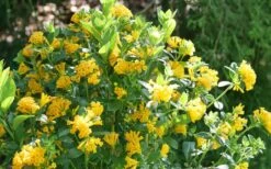 Juiced Orange Jessamine (Cestrum Corymbosum) - 1 Gallon Pot -Garden Plants Shop cestrum juiced orange jessamine 3