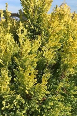 Golden Surprise Lawson Cypress - 2 Gallon Pot -Garden Plants Shop chamaecyparis lawsoniana golden surprise lawson cypress 5