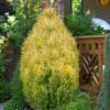 Golden Surprise Lawson Cypress - 2 Gallon Pot -Garden Plants Shop chamaecyparis lawsoniana goldev surprise lawson cypress 2