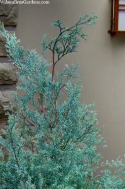 Blue Feathers Hinoki Cypress - 1 Gallon Pot -Garden Plants Shop chamaecyparis obtusa blue feathers hinoki cypress 1