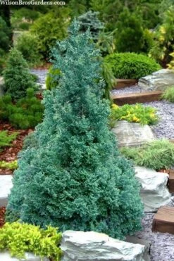 Blue Feathers Hinoki Cypress - 1 Gallon Pot