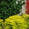 Elmwood Gold Globe Hinoki Cypress - 1 Gallon Pot -Garden Plants Shop chamaecyparis obtusa elmwood gold hinoki false sypress 7