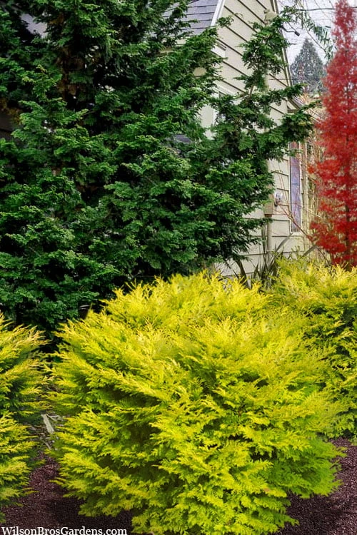 Elmwood Gold Globe Hinoki Cypress - 1 Gallon Pot 3 Elmwood Gold Globe Hinoki Cypress - 1 Gallon Pot