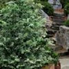 Gimborn Beauty Hinoki Cypress - 3 Gallon Pot 2 Gimborn Beauty Hinoki Cypress - 3 Gallon Pot -Garden Plants Shop chamaecyparis obtusa gimborn beauty hinoki cypress 6