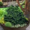 Leprechaun Miniature Hinoki Cypress (Chameacyparis Obtusa) - 1 Gallon Pot -Garden Plants Shop chamaecyparis obtusa leprechaun dwarf hinoki cypress 3