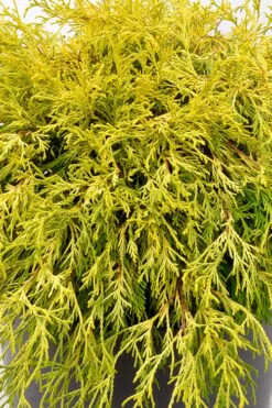 Gold Mop Threadleaf Cypress Tree (Standard Topiary) - 5 Gallon Pot 9 Gold Mop Threadleaf Cypress Tree (Standard Topiary) - 5 Gallon Pot -Garden Plants Shop chamaecyparis pisifera gold mop single trunk topiary tree 2